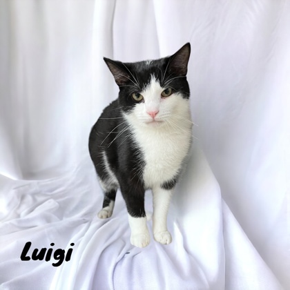 Luigi, an adoptable Domestic Short Hair in Cumberland, MD_image-1