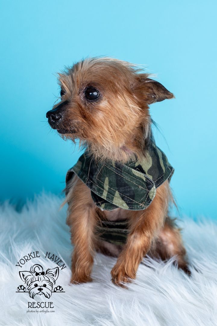 Petfinder yorkie hot sale