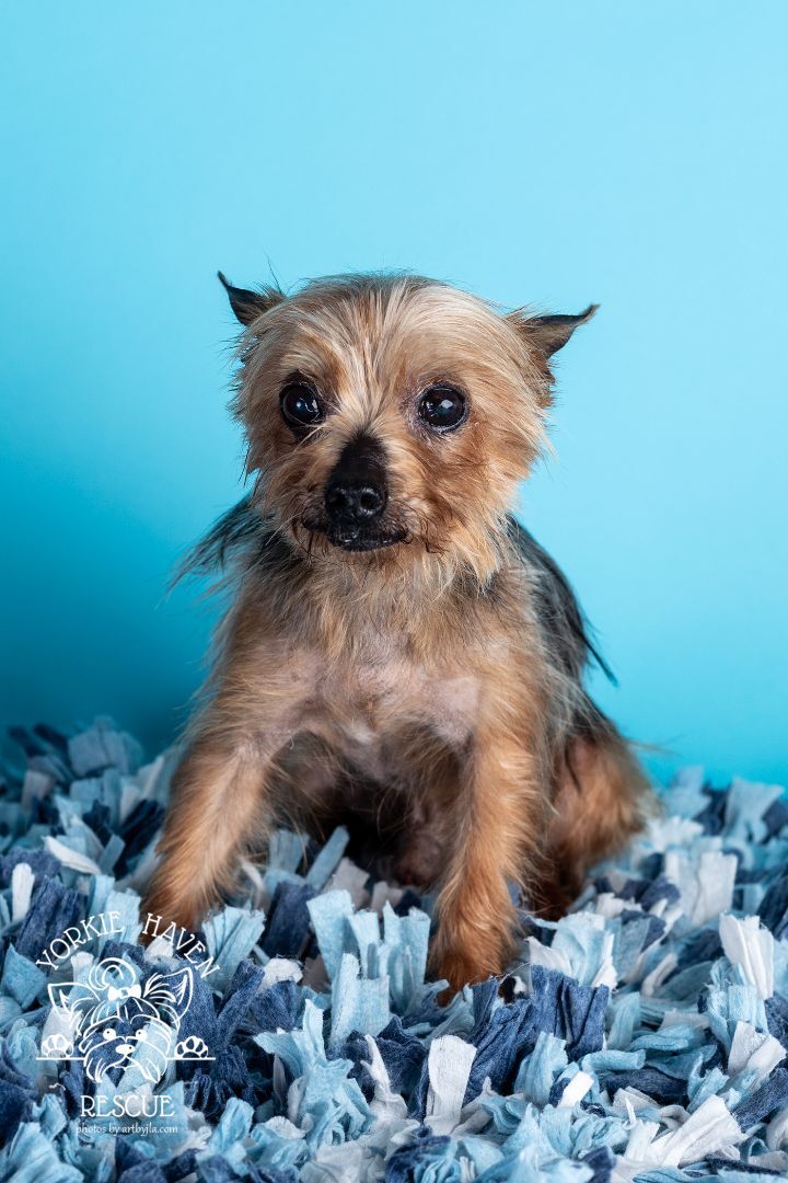 Yorkie 2024 haven rescue