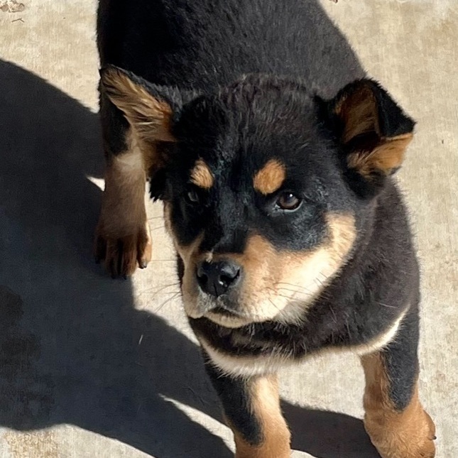 Dog for adoption - Ember , a Chow Chow & Rottweiler Mix in Canyon, TX |  Petfinder