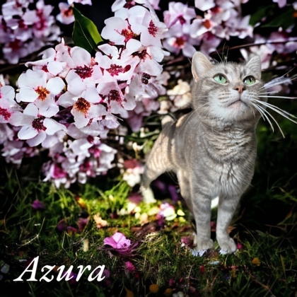 Azura, an adoptable Domestic Short Hair in Cumberland, MD_image-1