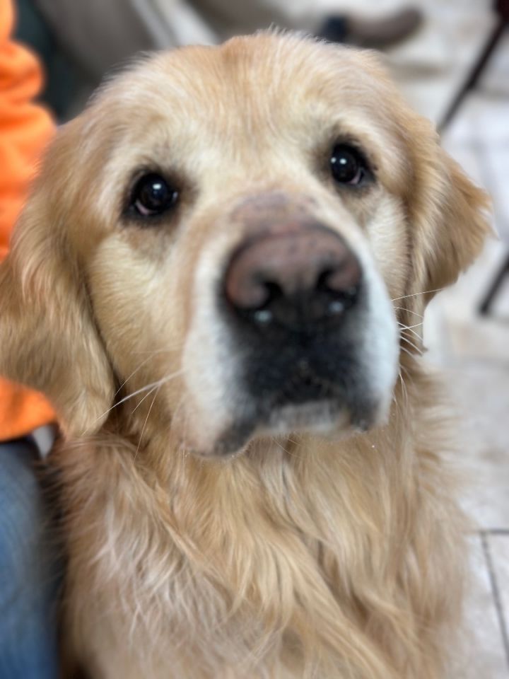Griffey, an adopted Golden Retriever in Pacific, MO_image-2