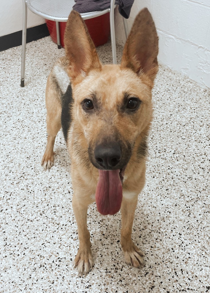 Tiffany, an adoptable Shepherd in Little Rock, AR, 72210 | Photo Image 1