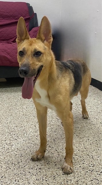 Tiffany, an adoptable Shepherd in Little Rock, AR, 72210 | Photo Image 1