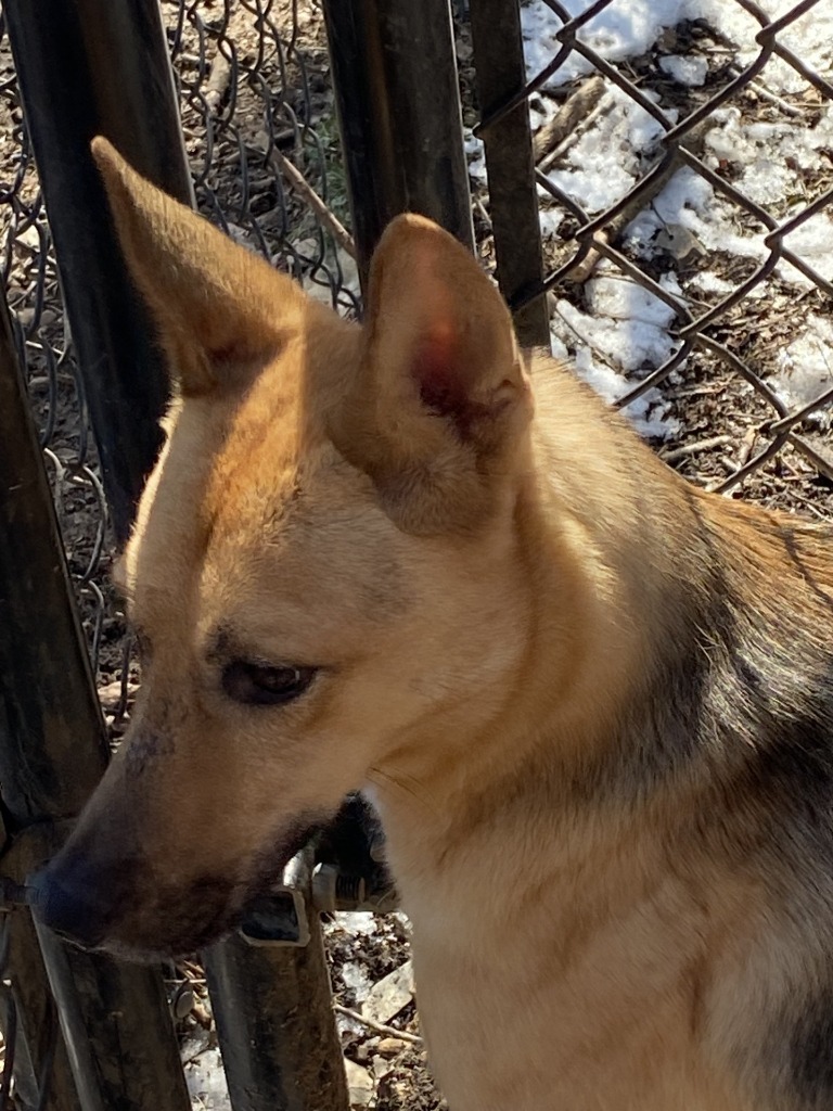 Tiffany, an adoptable Shepherd in Little Rock, AR, 72210 | Photo Image 1