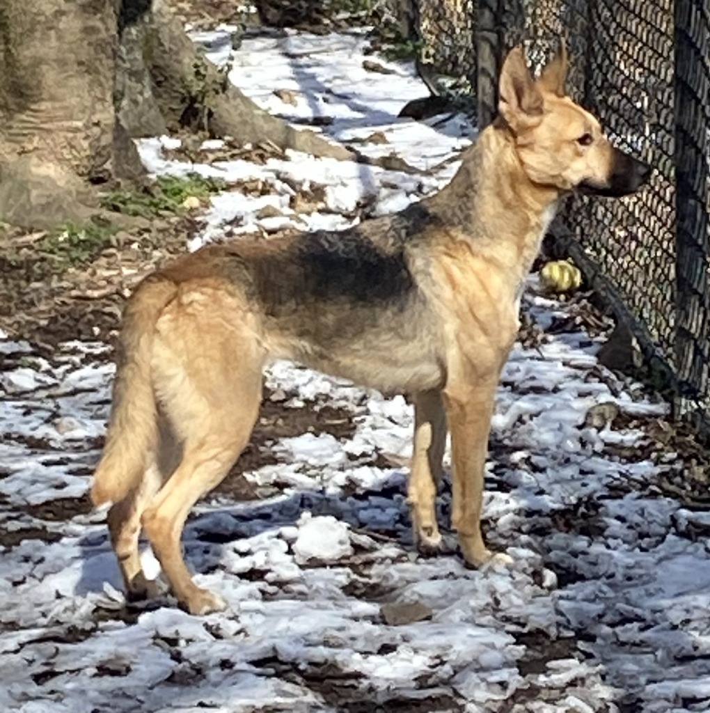 Tiffany, an adoptable Shepherd in Little Rock, AR, 72210 | Photo Image 3