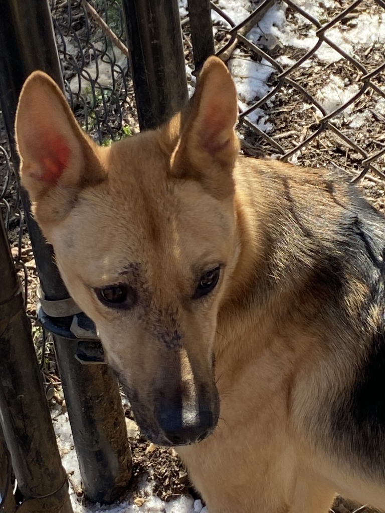 Tiffany, an adoptable Shepherd in Little Rock, AR, 72210 | Photo Image 4