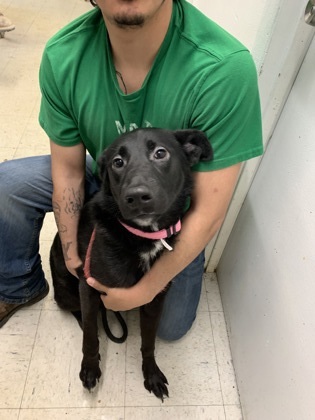 Luna, an adoptable Shepherd, Mixed Breed in Moses Lake, WA, 98837 | Photo Image 1