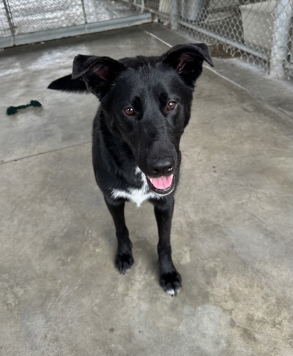 Luna, an adoptable Shepherd, Mixed Breed in Moses Lake, WA, 98837 | Photo Image 2