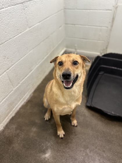 Randy, an adoptable Shepherd, Mixed Breed in Moses Lake, WA, 98837 | Photo Image 1