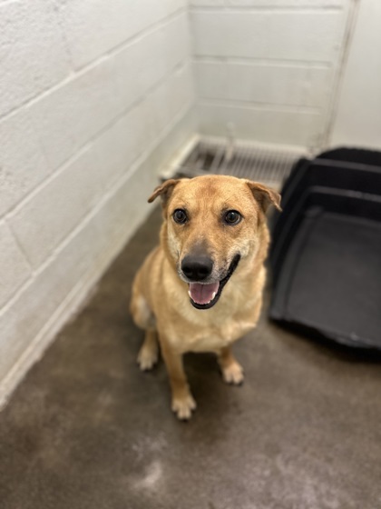 Randy, an adoptable Shepherd, Mixed Breed in Moses Lake, WA, 98837 | Photo Image 2