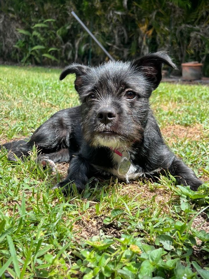 Cairn border 2024 terrier mix