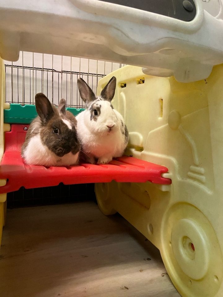 Pan & Parris, an adoptable Bunny Rabbit in Youngstown, OH_image-1