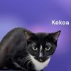 Kekoa
