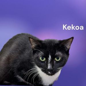 Kekoa