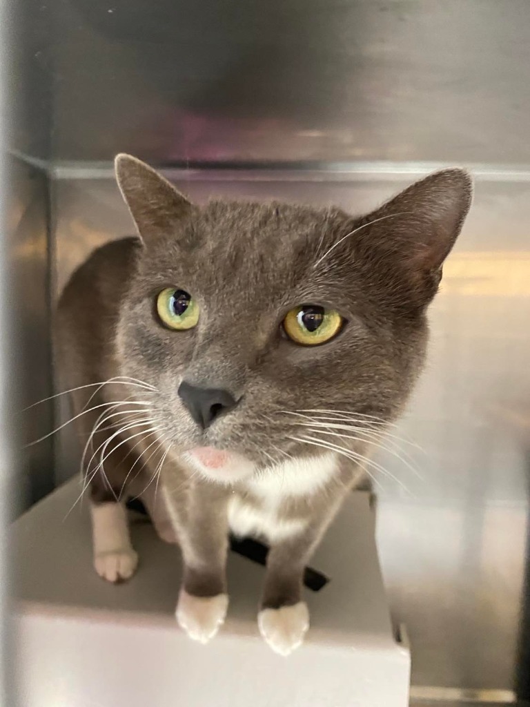 Navajo, an adoptable Domestic Short Hair in Fort Lupton, CO, 80621 | Photo Image 2