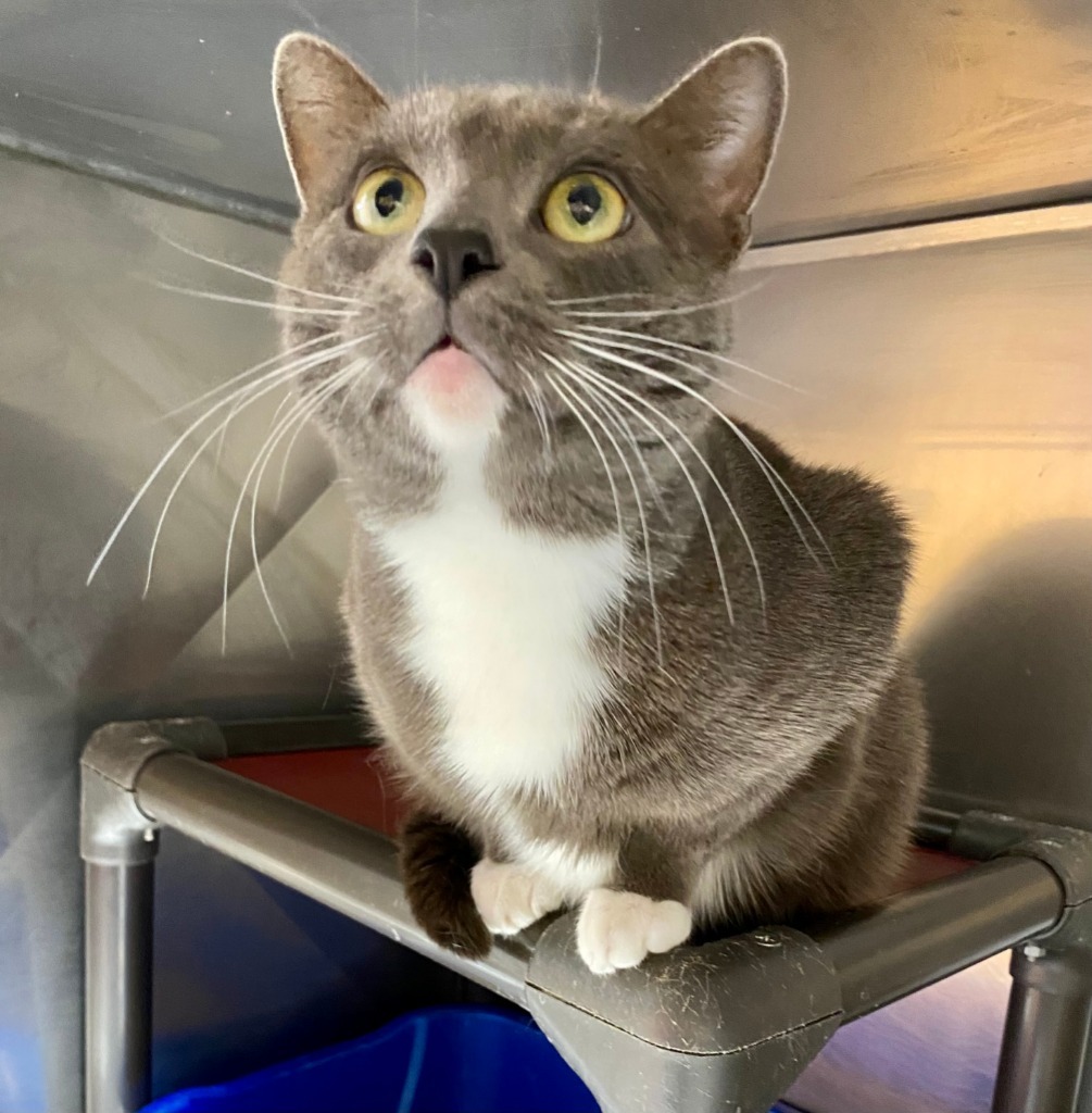 Navajo, an adoptable Domestic Short Hair in Fort Lupton, CO, 80621 | Photo Image 3