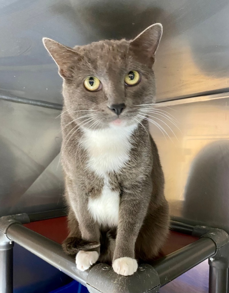 Navajo, an adoptable Domestic Short Hair in Fort Lupton, CO, 80621 | Photo Image 4