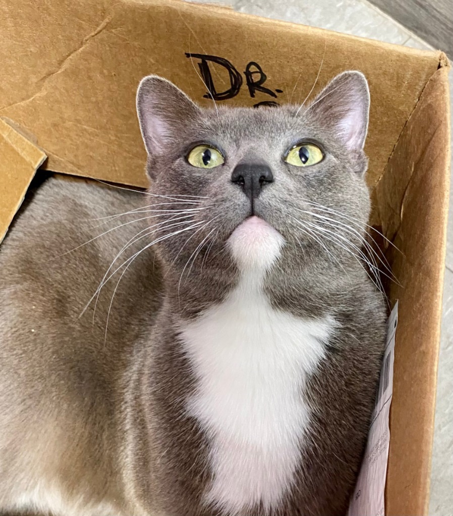 Navajo, an adoptable Domestic Short Hair in Fort Lupton, CO, 80621 | Photo Image 5