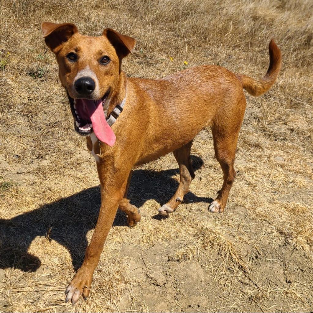 KODA, an adoptable Shepherd, Mixed Breed in Point Richmond, CA, 94801 | Photo Image 1
