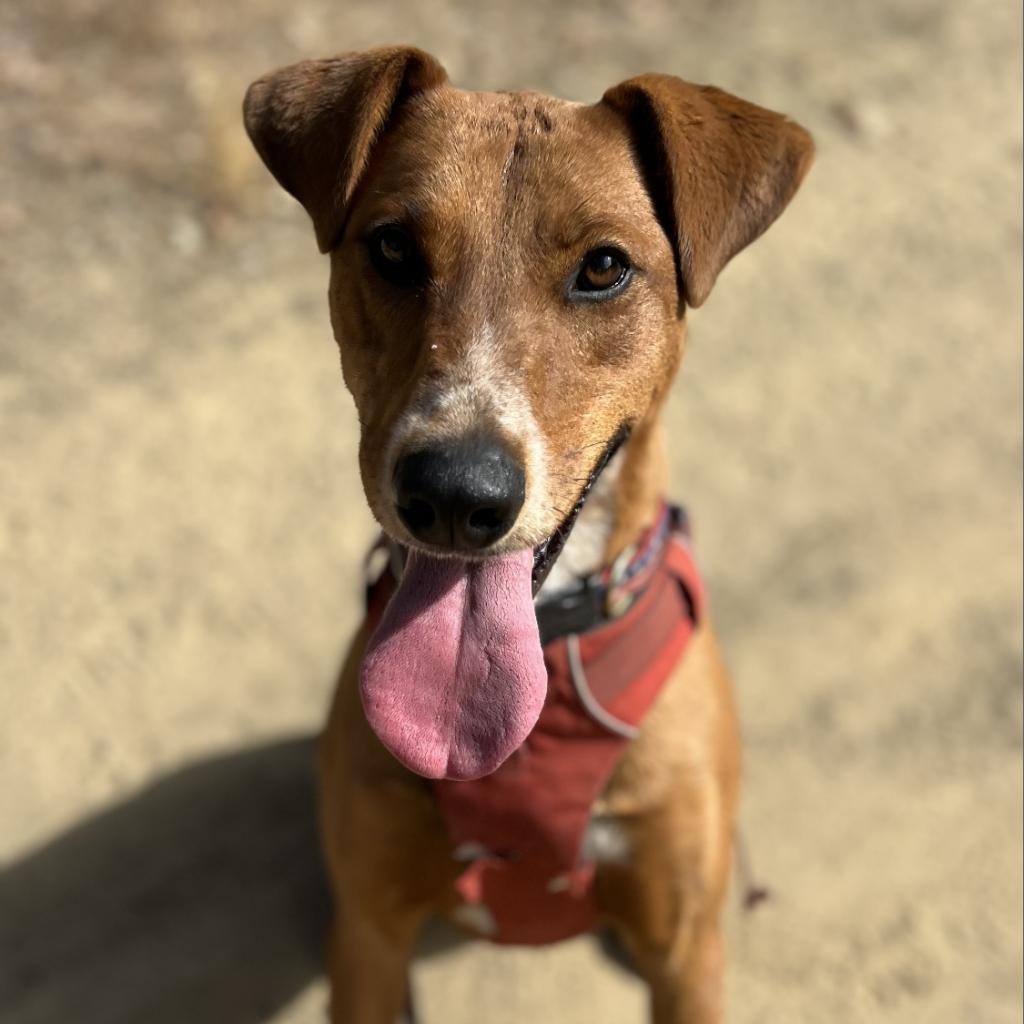 KODA, an adoptable Shepherd, Mixed Breed in Point Richmond, CA, 94801 | Photo Image 2