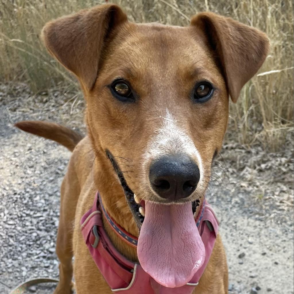KODA, an adoptable Shepherd, Mixed Breed in Point Richmond, CA, 94801 | Photo Image 3