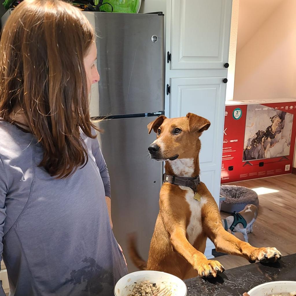 KODA, an adoptable Shepherd, Mixed Breed in Point Richmond, CA, 94801 | Photo Image 4