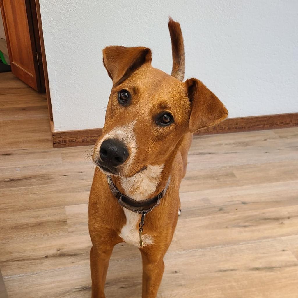 KODA, an adoptable Shepherd, Mixed Breed in Point Richmond, CA, 94801 | Photo Image 5