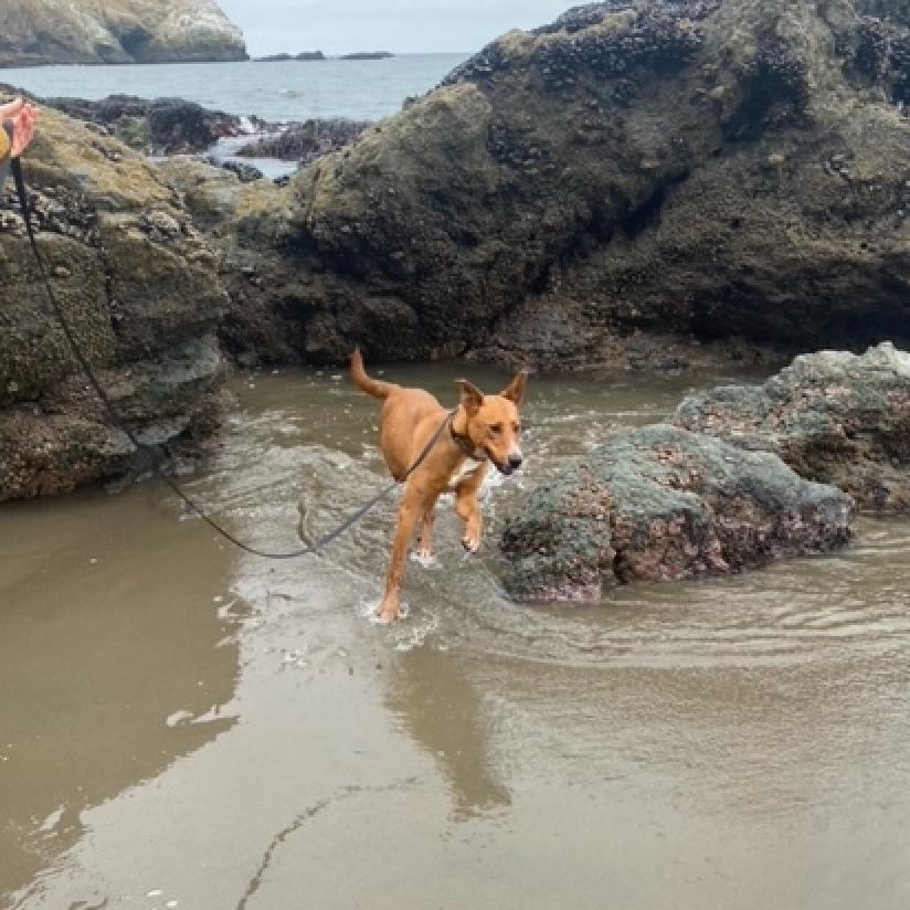 KODA, an adoptable Shepherd, Mixed Breed in Point Richmond, CA, 94801 | Photo Image 6