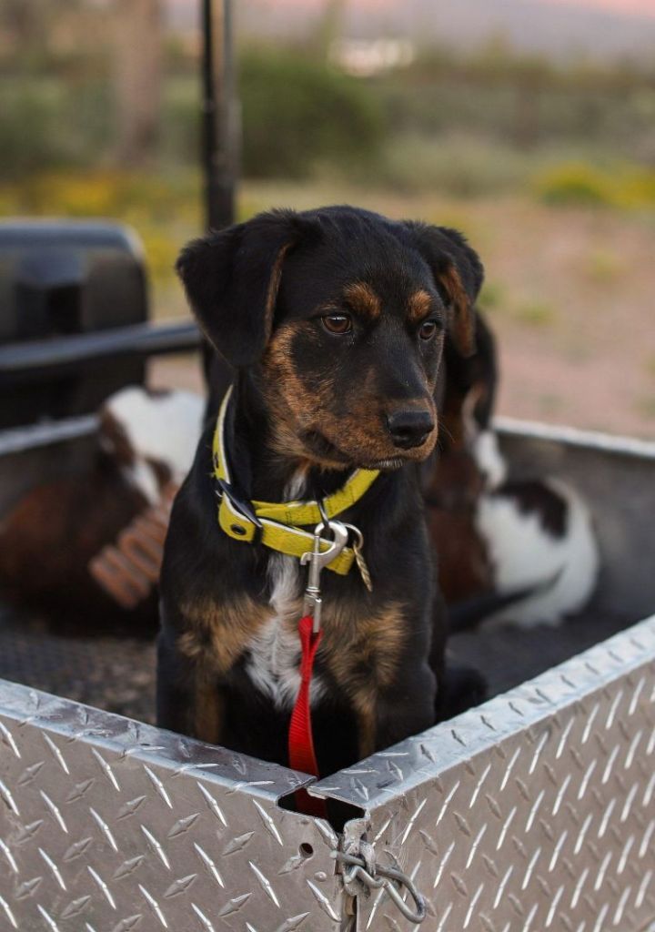 can a australian cattle dog and a rottweiler be friends