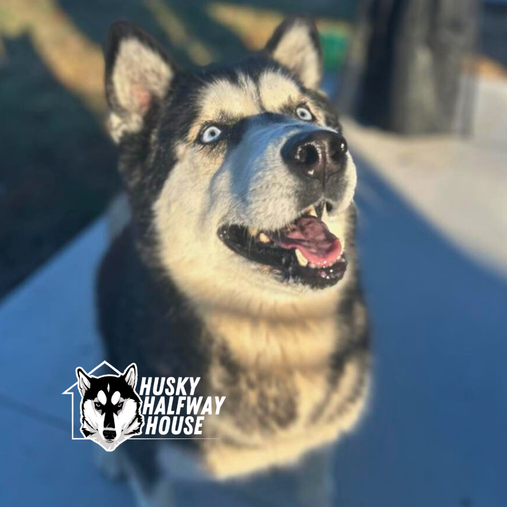 Star, an adoptable Husky in Eufaula, OK, 74432 | Photo Image 1