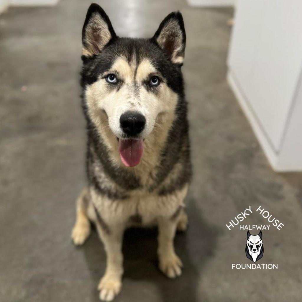 Star, an adoptable Husky in Eufaula, OK, 74432 | Photo Image 2