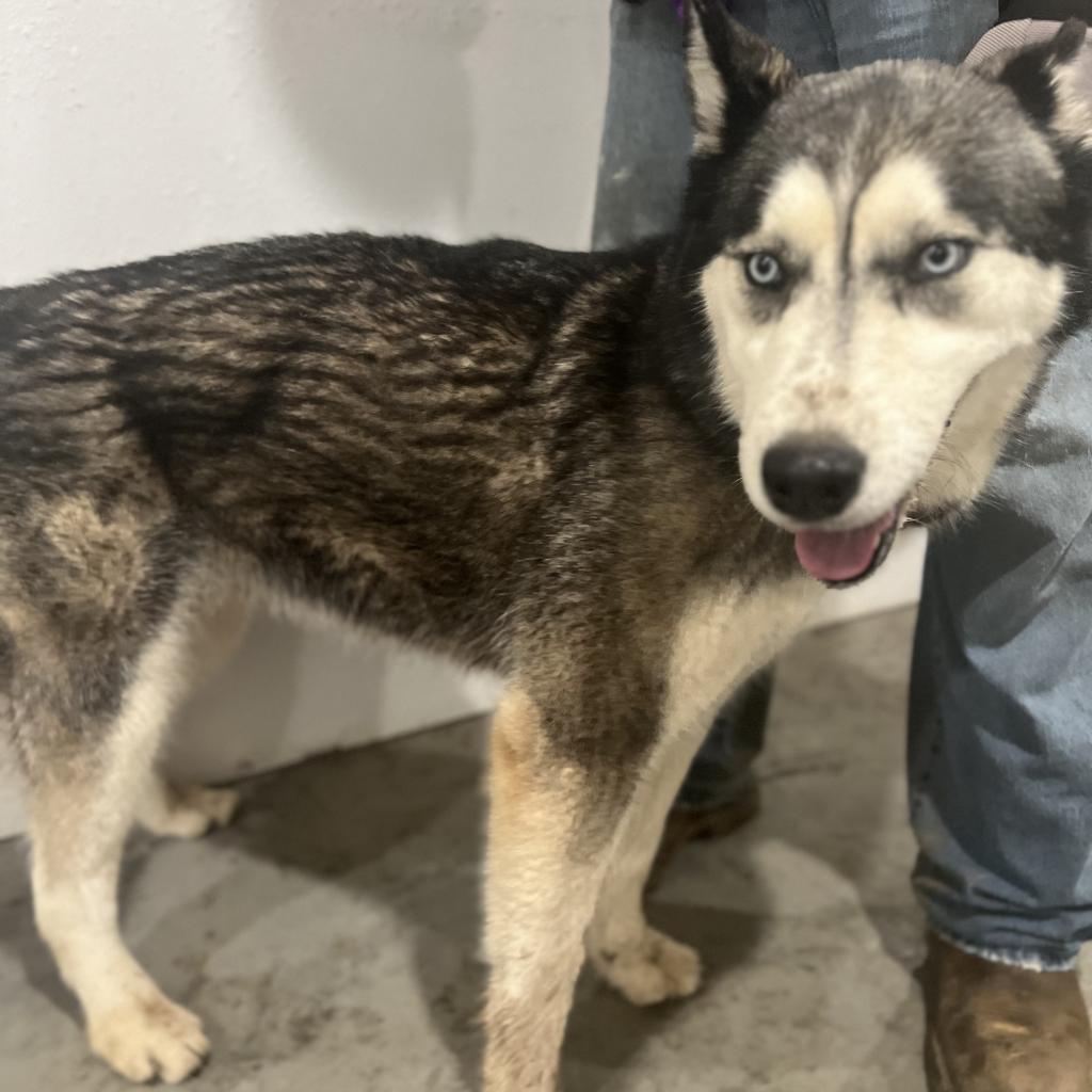Star, an adoptable Husky in Eufaula, OK, 74432 | Photo Image 3
