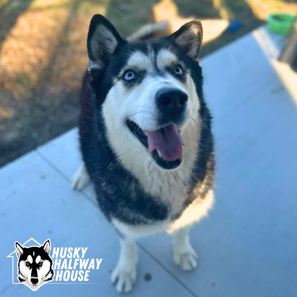 Star, an adoptable Husky in Eufaula, OK, 74432 | Photo Image 4