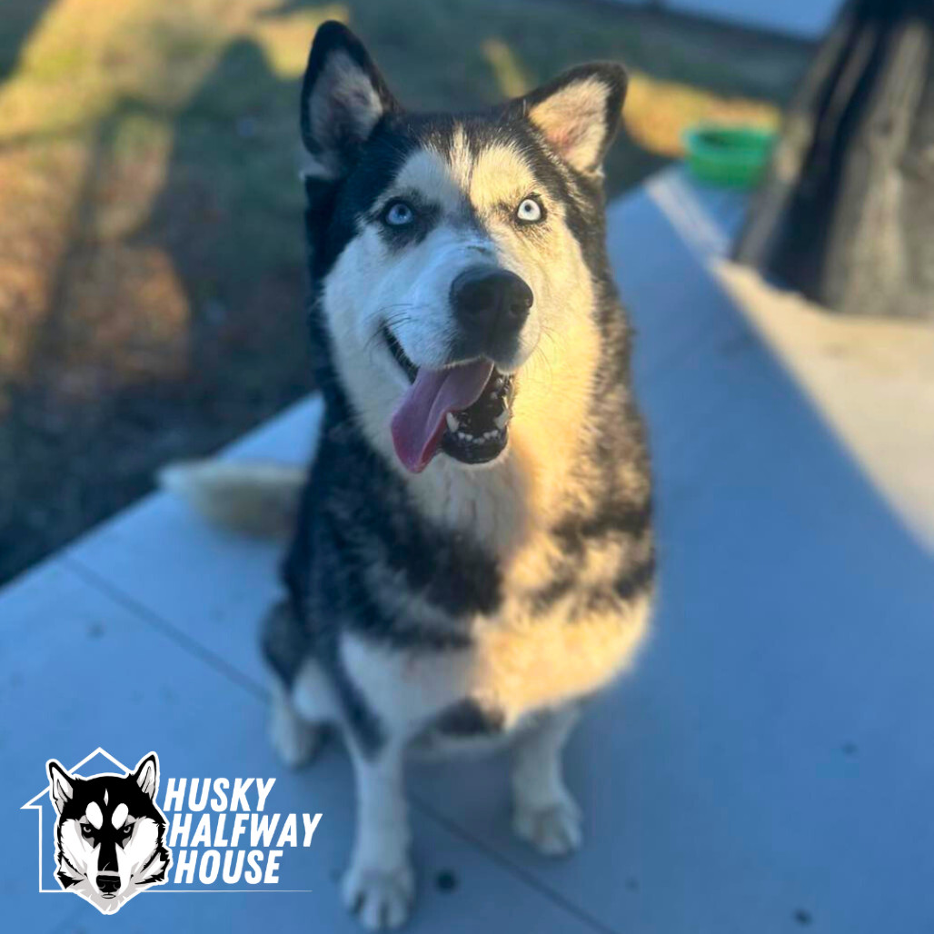 Star, an adoptable Husky in Eufaula, OK, 74432 | Photo Image 5