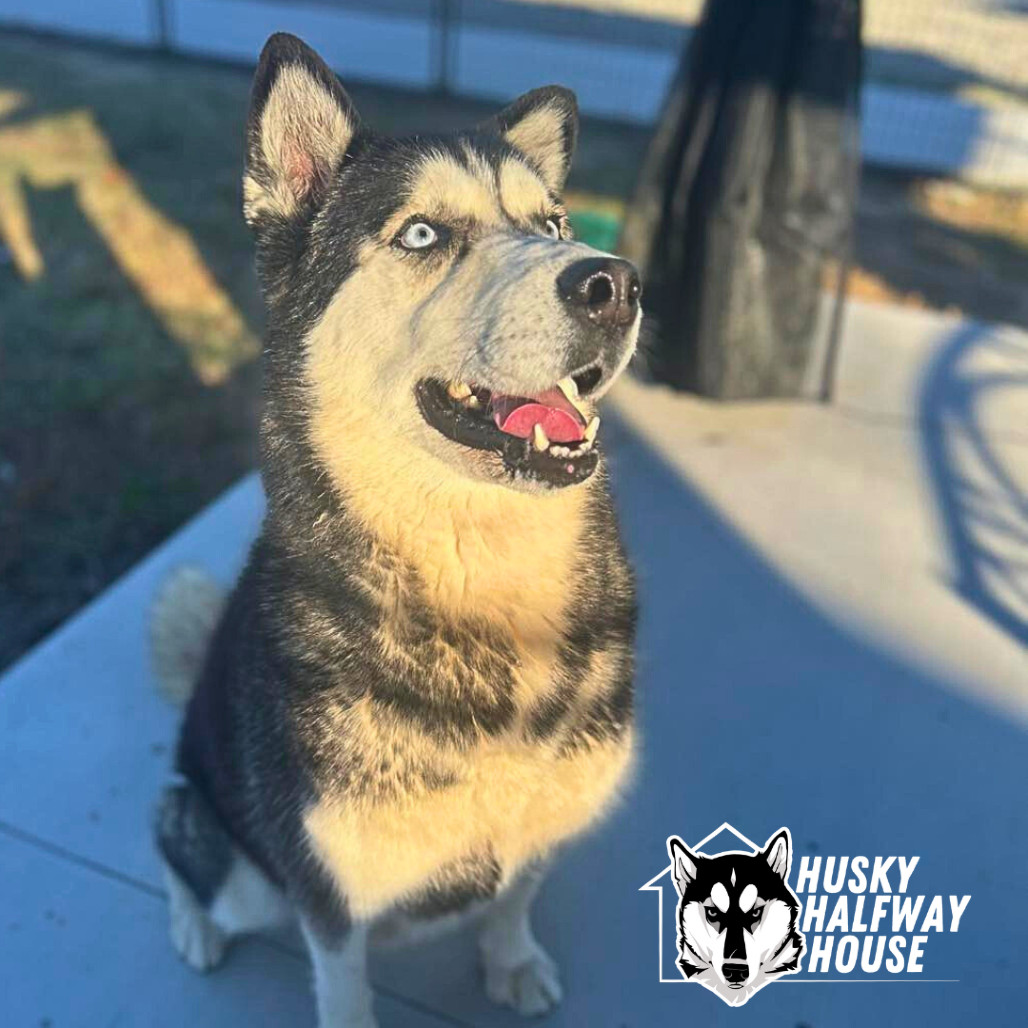 Star, an adoptable Husky in Eufaula, OK, 74432 | Photo Image 6