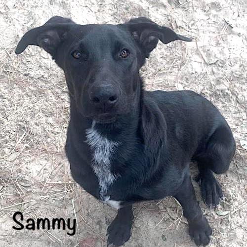 Sammy