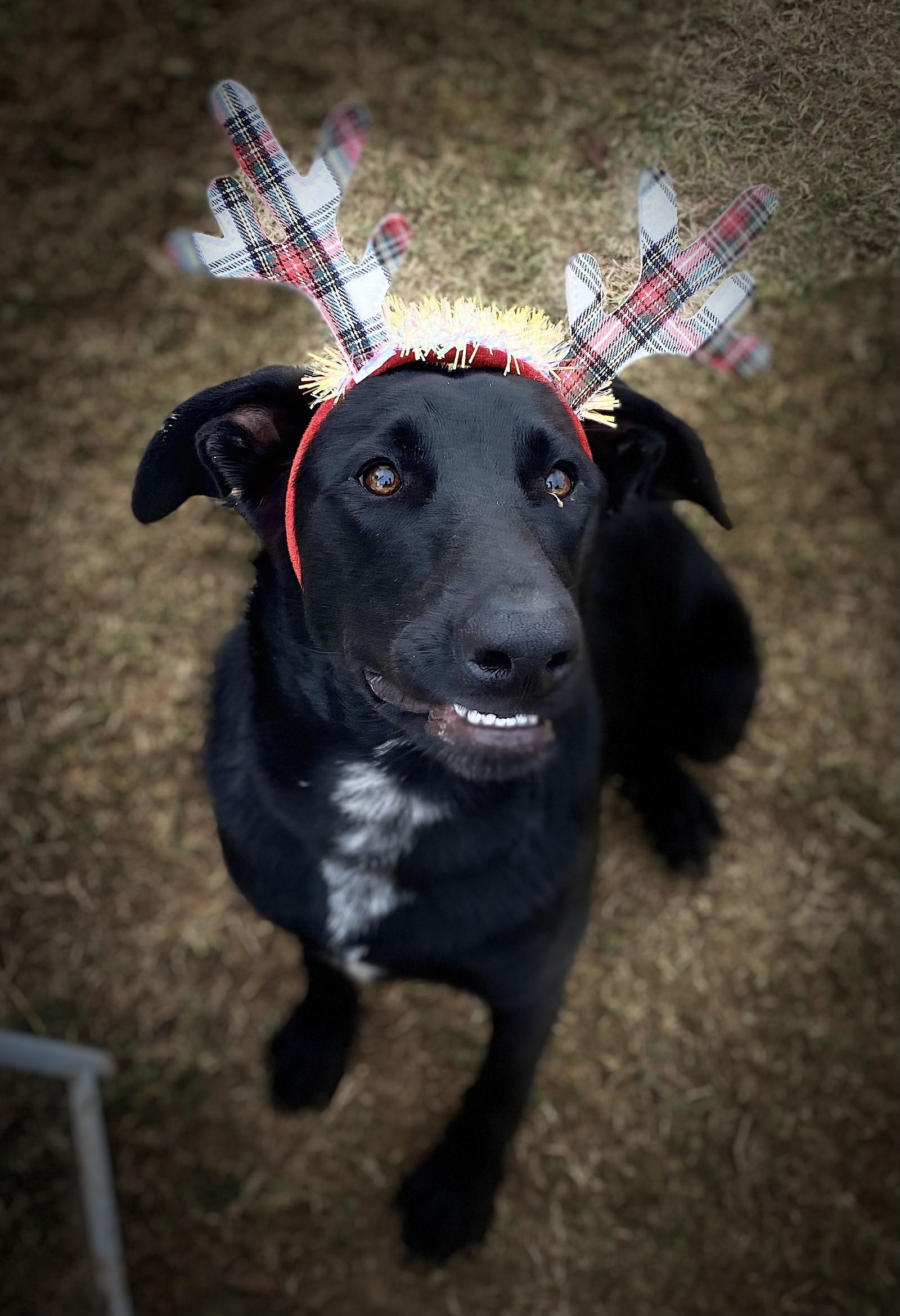 Sammy