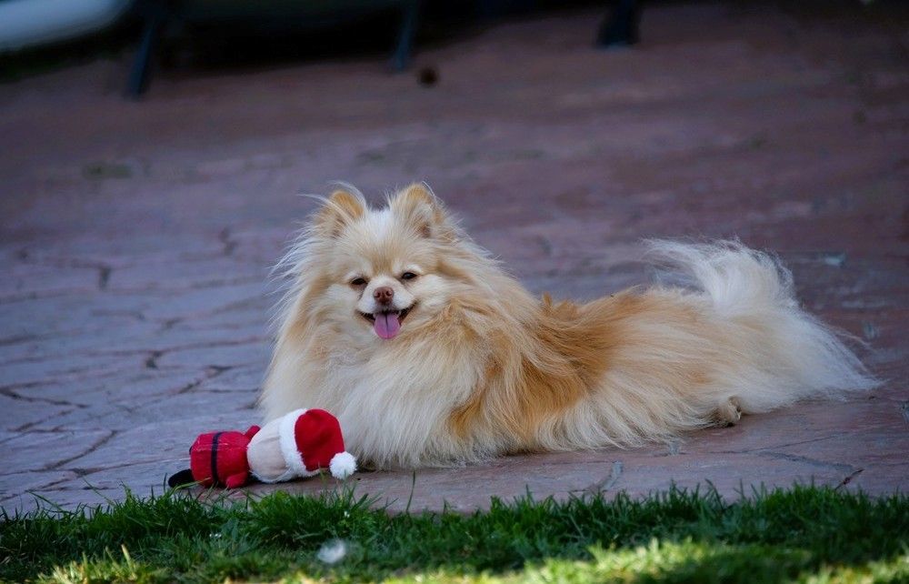 Toy pomeranian clearance rescue