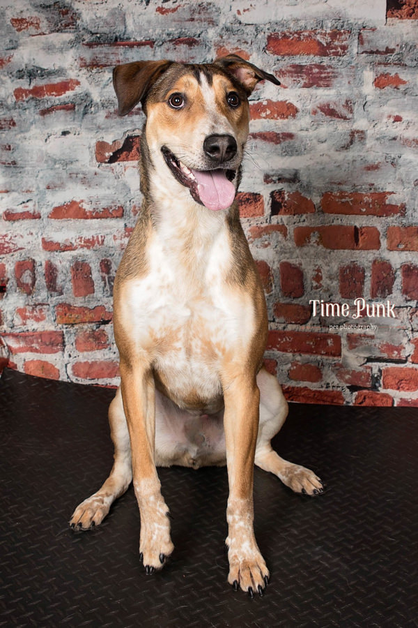 *Hawk*, an adoptable Australian Cattle Dog / Blue Heeler, German Shepherd Dog in Salt Lake City, UT, 84123 | Photo Image 1