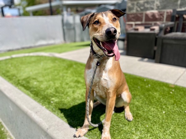 *Hawk*, an adoptable Australian Cattle Dog / Blue Heeler, German Shepherd Dog in Salt Lake City, UT, 84123 | Photo Image 2