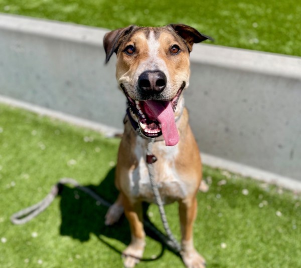 *Hawk*, an adoptable Australian Cattle Dog / Blue Heeler, German Shepherd Dog in Salt Lake City, UT, 84123 | Photo Image 3