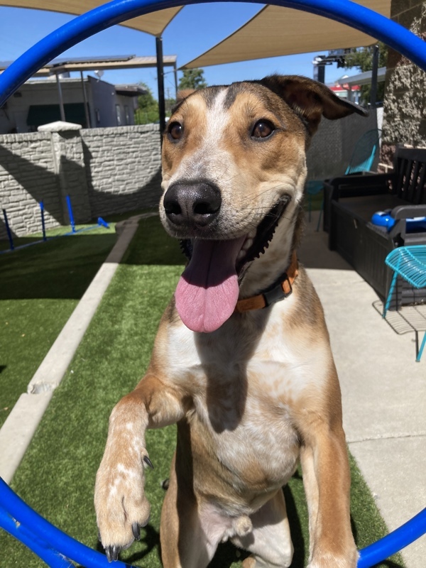 *Hawk*, an adoptable Australian Cattle Dog / Blue Heeler, German Shepherd Dog in Salt Lake City, UT, 84123 | Photo Image 5