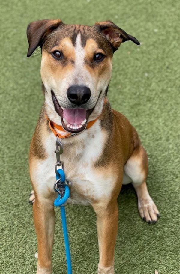 *Hawk*, an adoptable Australian Cattle Dog / Blue Heeler, German Shepherd Dog in Salt Lake City, UT, 84123 | Photo Image 6