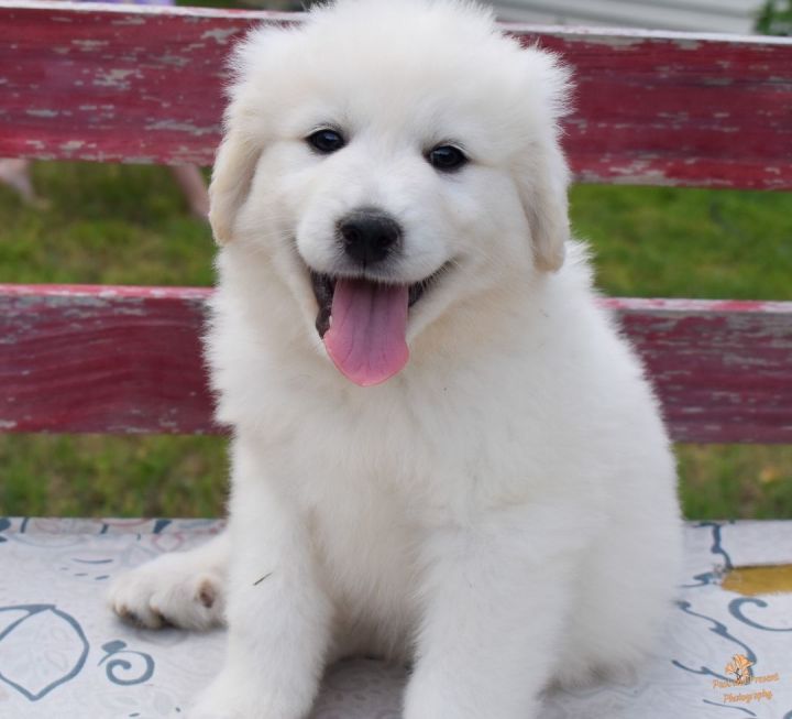 Draco's Story, an adopted Great Pyrenees in Kiowa, OK_image-4