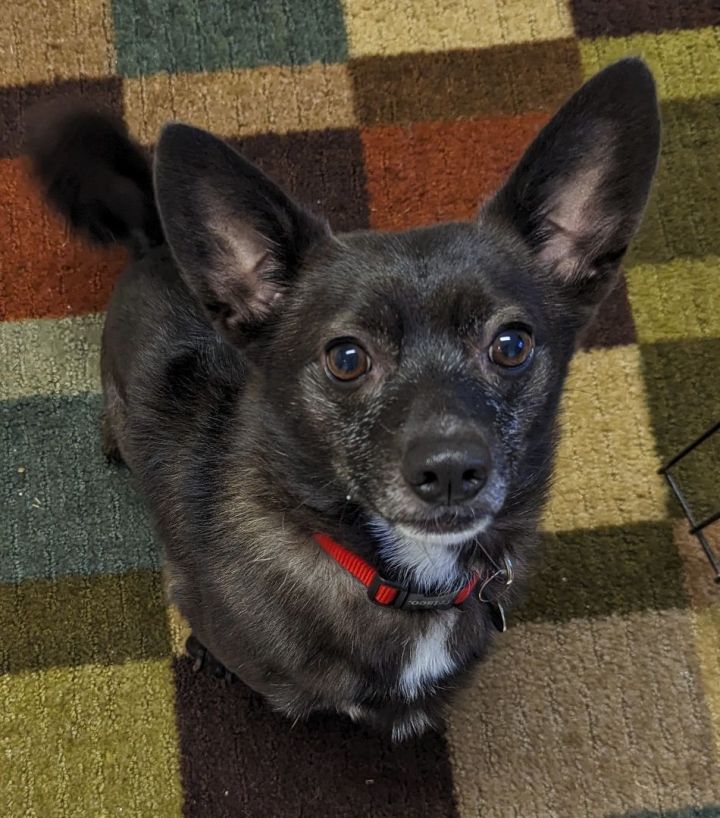 Schipperke 2024 dachshund mix