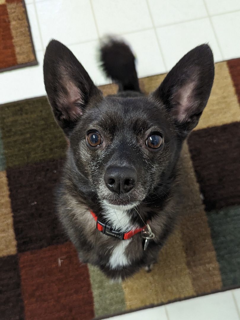 Schipperke hot sale mix puppies