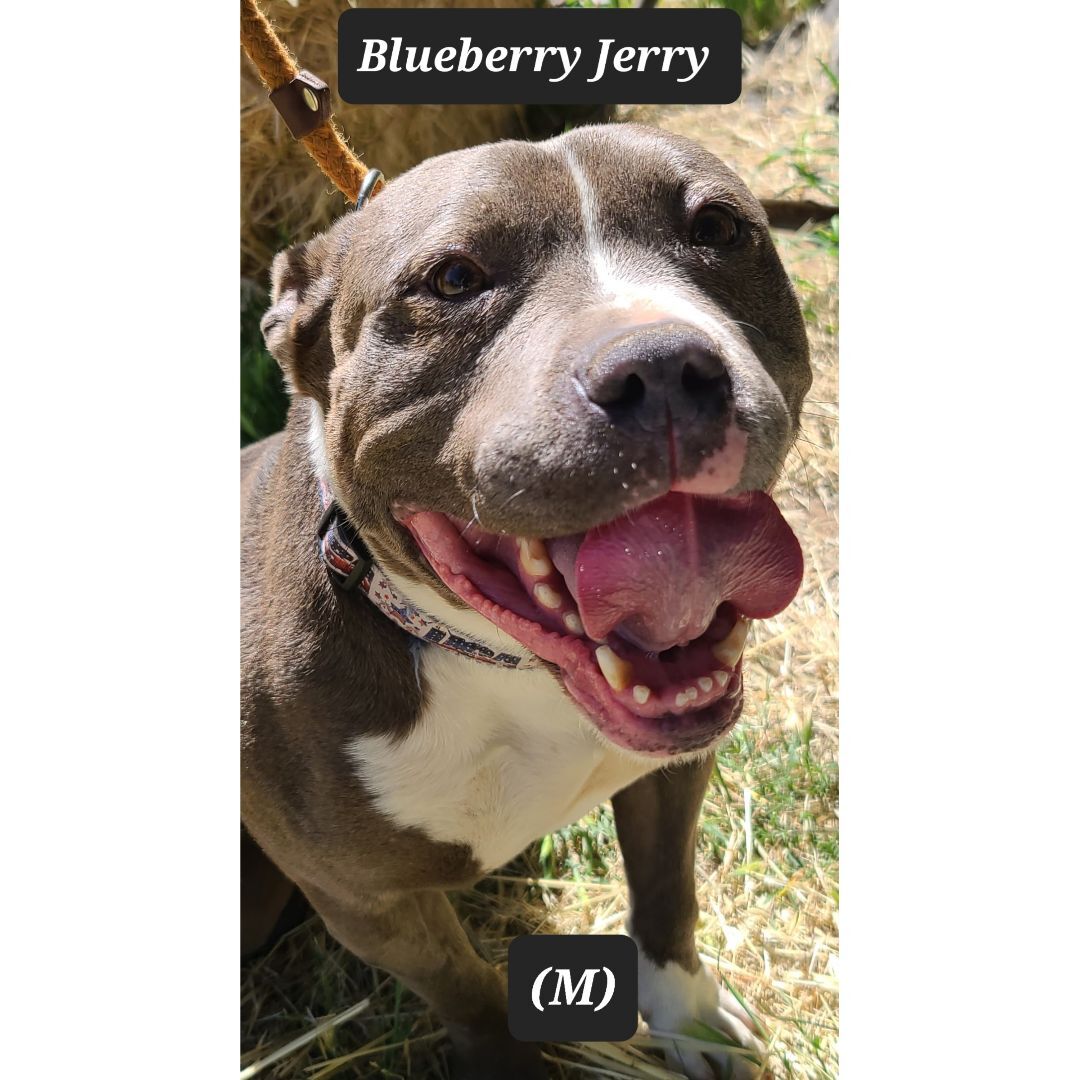 Blueberry Jerry 