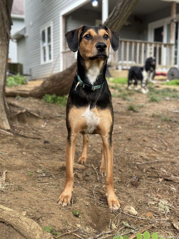 Courtesy Post: Castle, an adoptable Coonhound & Doberman Pinscher Mix in Highland, MD_image-3