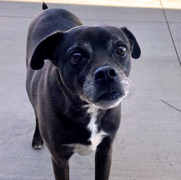 PACO, an adoptable Pug, Mixed Breed in Tucson, AZ, 85745 | Photo Image 1